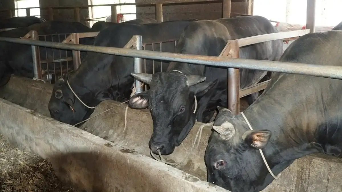 Nuôi bò tập trung loay hoay vì giá bấp bênh