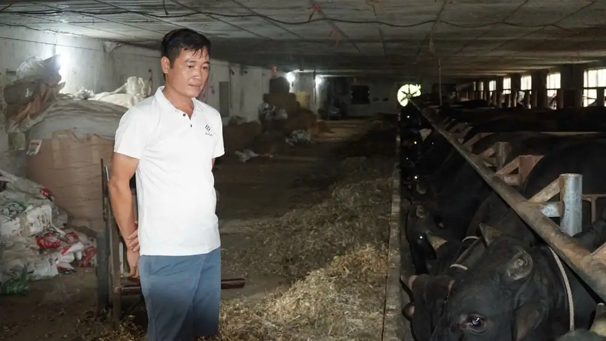 Nuôi bò tập trung loay hoay vì giá bấp bênh