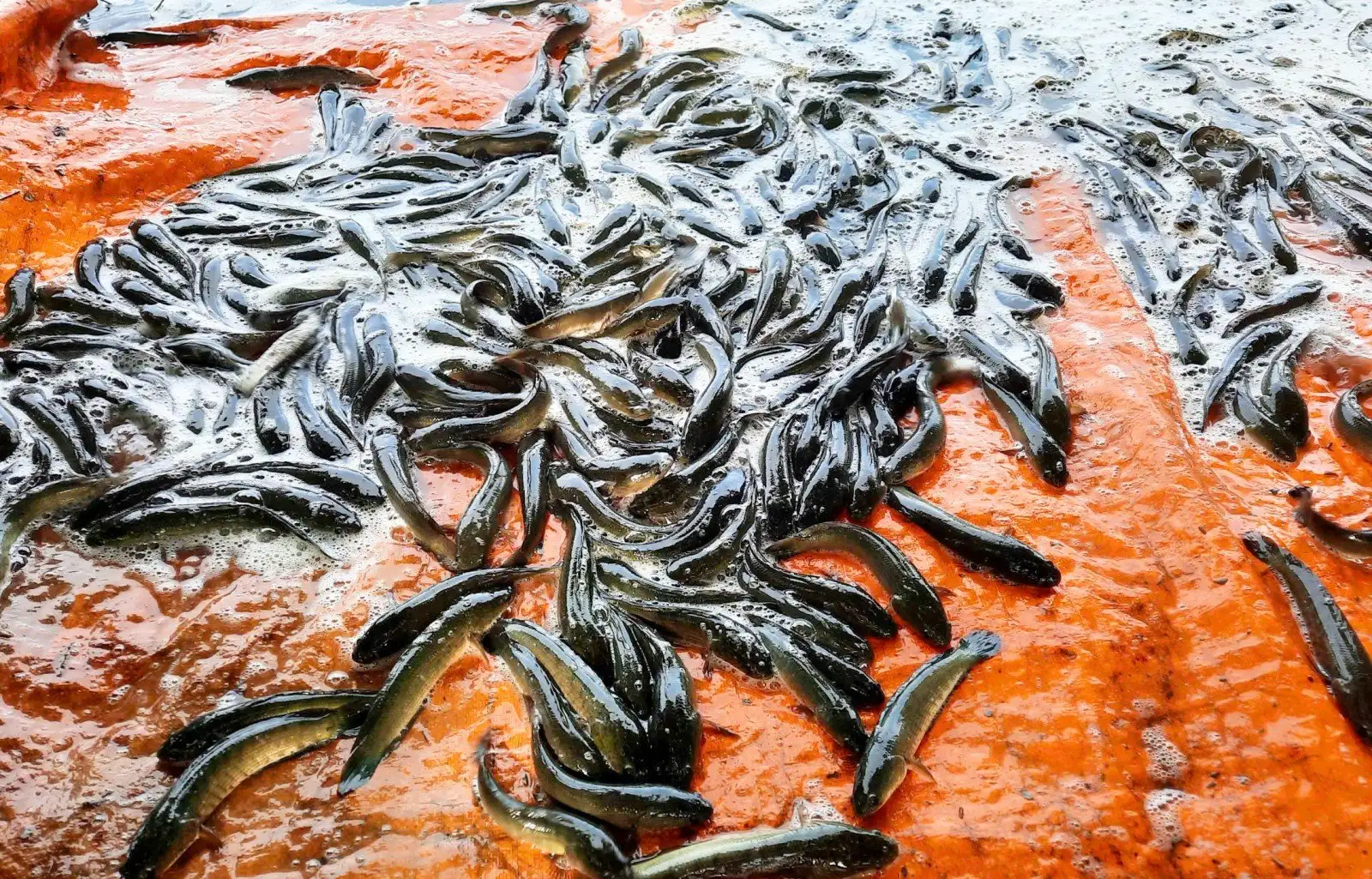 Nuôi cá đồng tự nhiên mật độ dày trong mùa lũ vùng đầu nguồn sông ở tỉnh An Giang