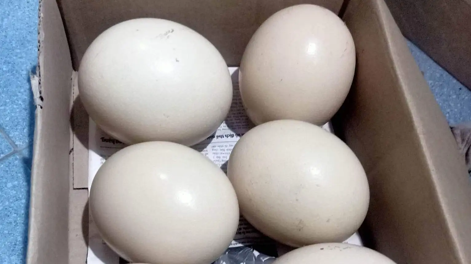 Nuôi chim khổng lồ cả đời chả bay, nuôi heo mát tay, một người Đắk Lắk được bình chọn là Nông dân Việt Nam xuất sắc