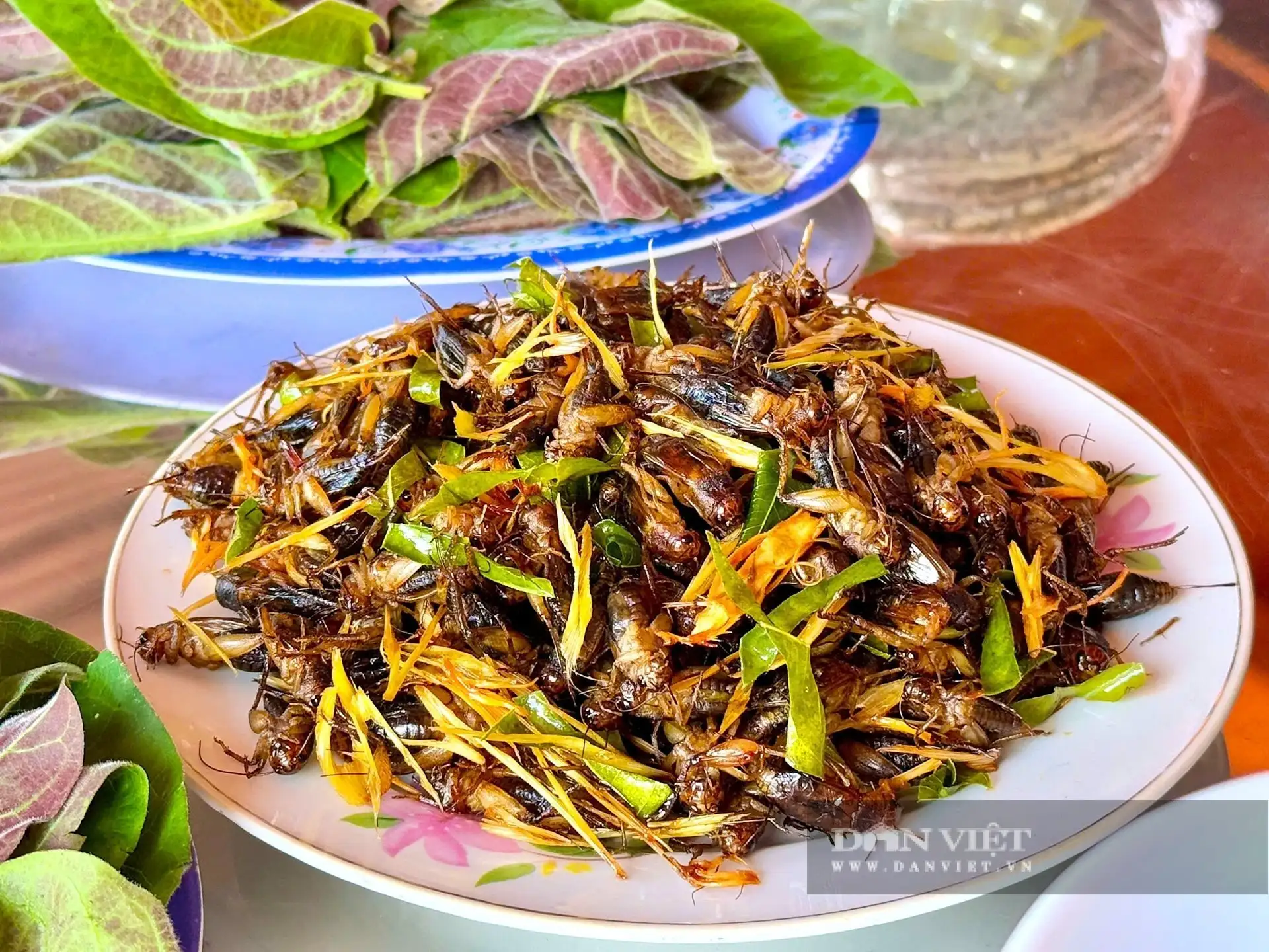 Nuôi con đặc sản bình dân gì ở Hà Tĩnh mà chả tốn tiền mua thức ăn chăn nuôi, hễ bán là hết veo?