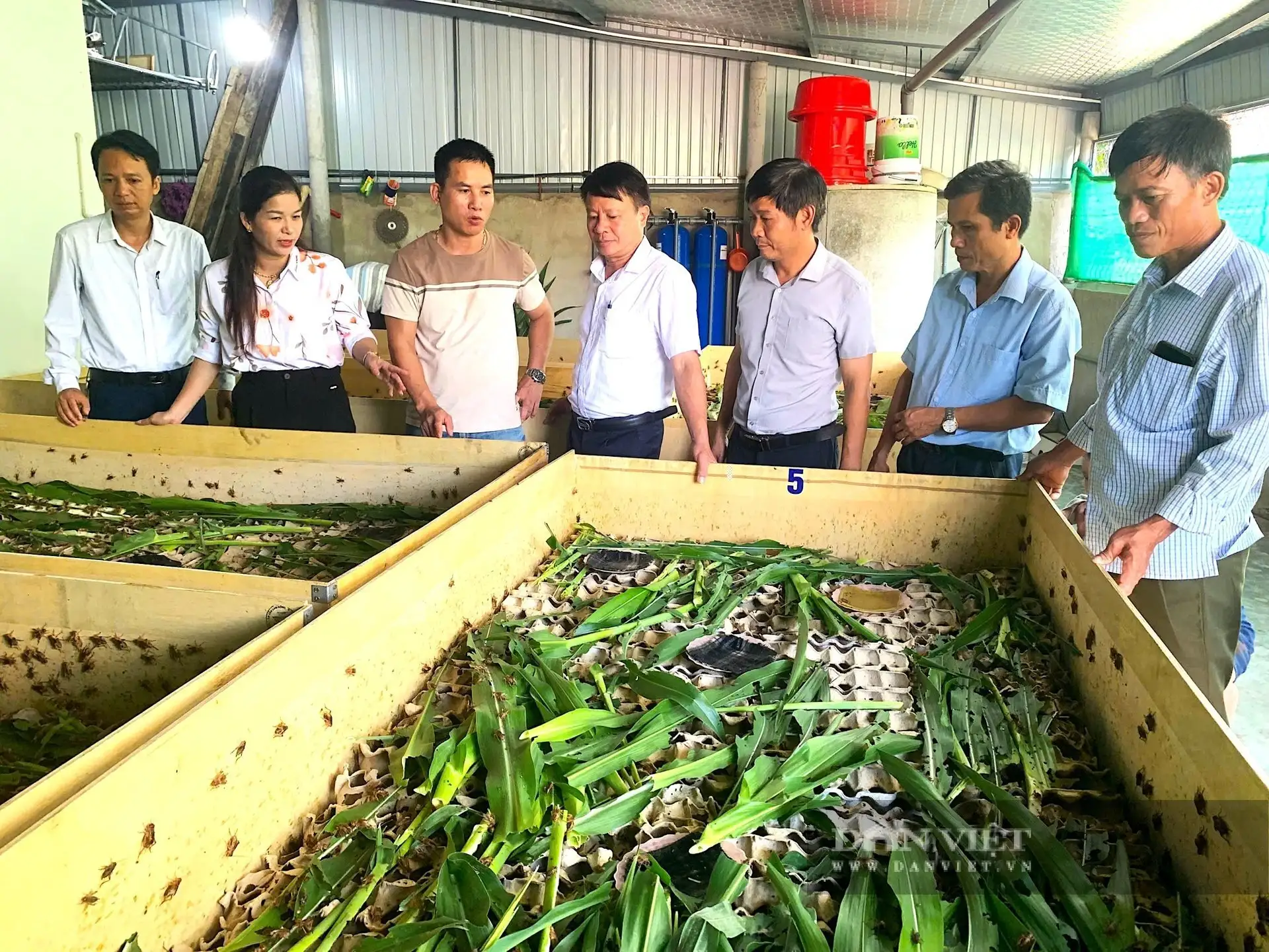 Nuôi con đặc sản bình dân gì ở Hà Tĩnh mà chả tốn tiền mua thức ăn chăn nuôi, hễ bán là hết veo?