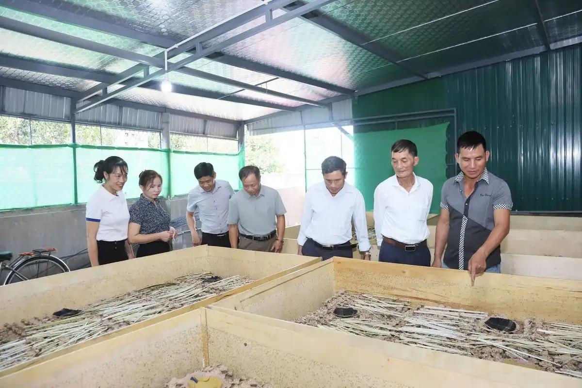 Nuôi dế, dễ làm giàu