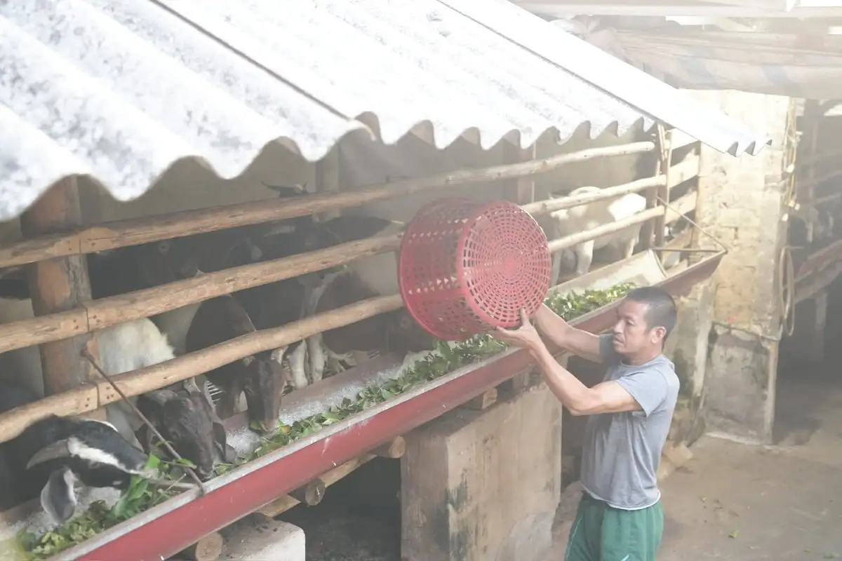Nuôi dê nhốt chuồng: Hướng đi ổn định kinh tế