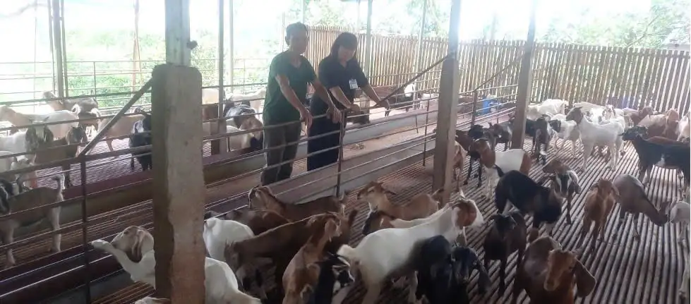 Nuôi dê nhốt chuồng: Hướng đi ổn định kinh tế