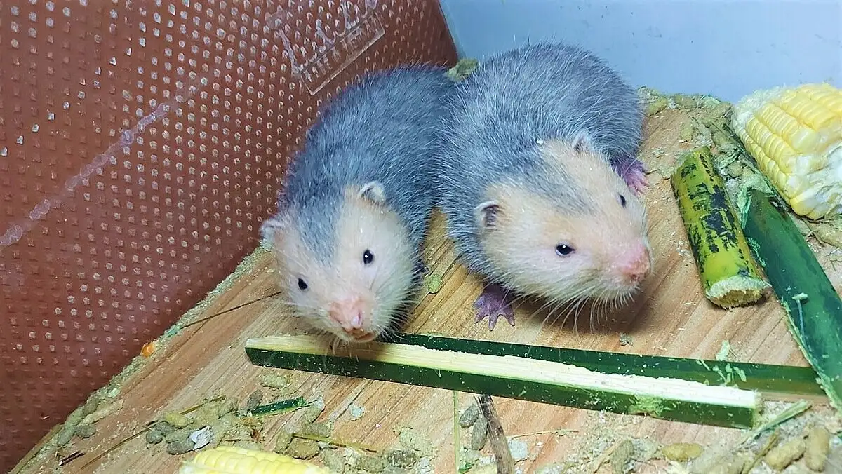 Nuôi dúi giúp nhiều hộ dân Thái Nguyện thoát nghèo, làm giàu