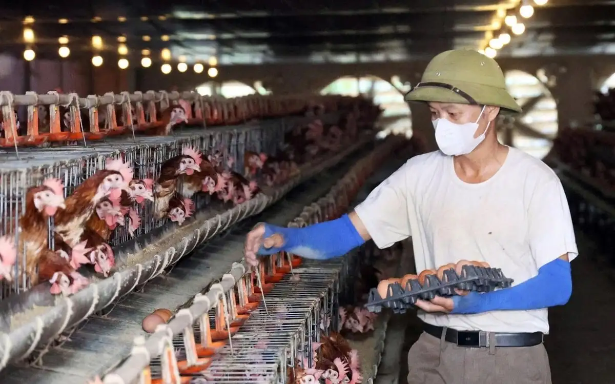 Nuôi gà đẻ trứng tự động hóa, trang trại thu hơn 30 triệu đồng/ngày