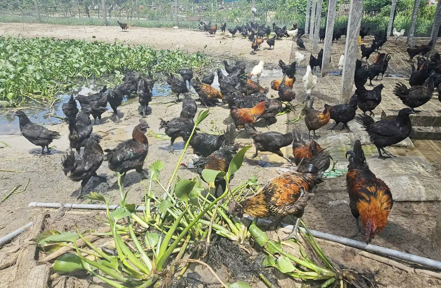 Nuôi gà H’Mông an toàn sinh học trên vùng đất cát