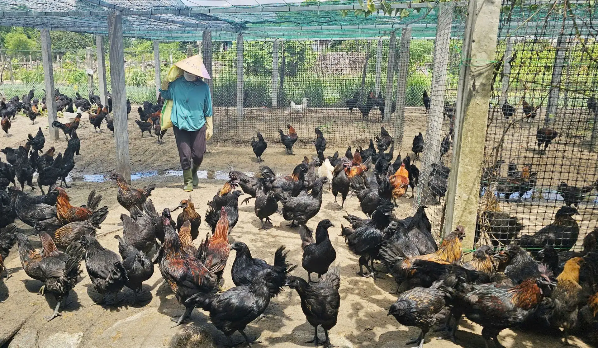 Nuôi gà H’Mông an toàn sinh học trên vùng đất cát