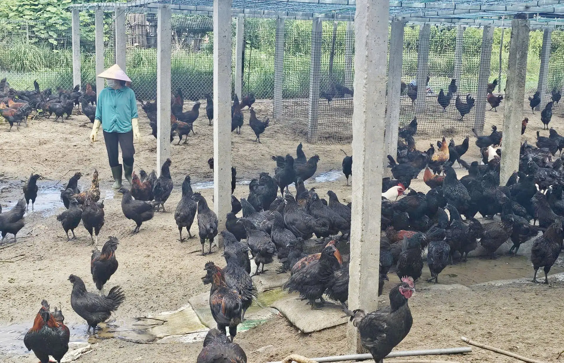 Nuôi gà H’Mông an toàn sinh học trên vùng đất cát