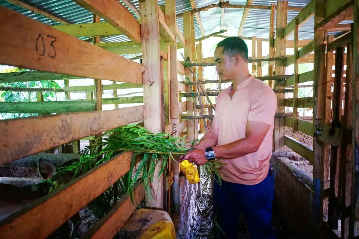 Nuôi hươu sao lấy nhung ‘cứu cánh’ cho người dân miền núi Đà Nẵng