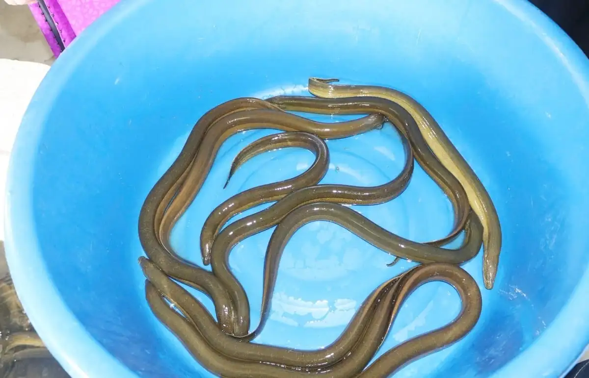 Nuôi lươn không bùn trên… núi