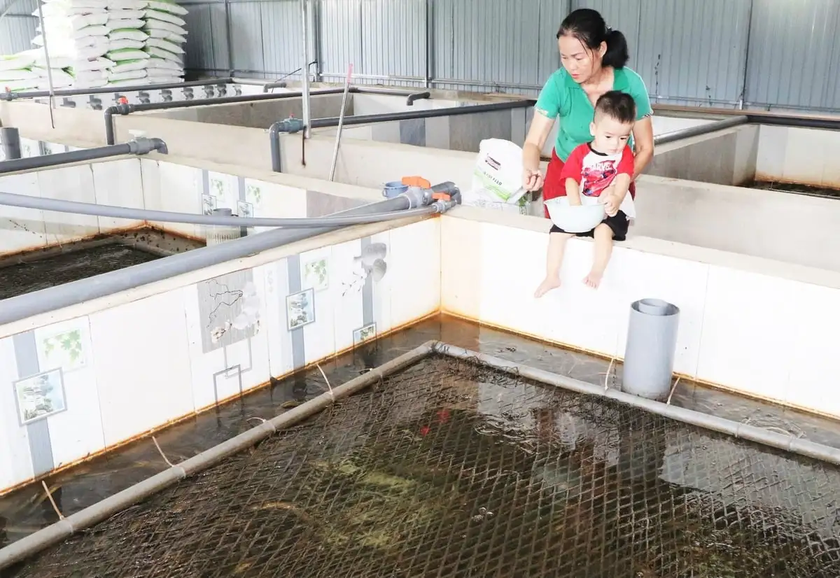 Nuôi lươn không bùn trên… núi