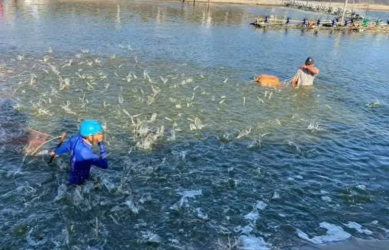 Nuôi tôm công nghệ cao, nông dân ĐBSCL lãi lớn nhờ giá tăng