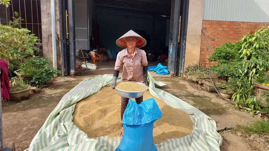 Ở biên giới Gia Lai, nông dân trồng lúa dựa vào nước trời, từ khi nhà nước xây một con đập, máy móc chạy đầy đồng
