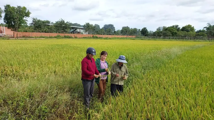 Ở biên giới Gia Lai, nông dân trồng lúa dựa vào nước trời, từ khi nhà nước xây một con đập, máy móc chạy đầy đồng