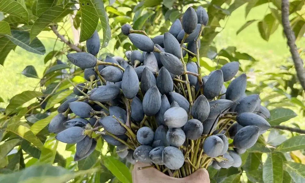 Ở xã mới này của Bắc Ninh có một thứ quả hình bầu dục dân gọi là “quả lộc trời”, thực ra là loại quả gì vậy?