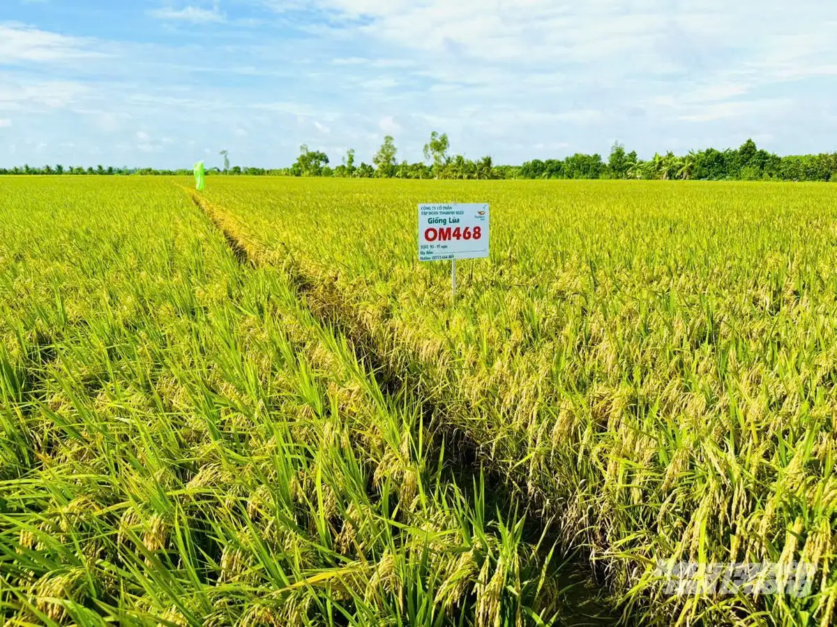 OM468 &#8211; giống lúa hội đủ điều kiện tham gia Đề án 1 triệu ha lúa