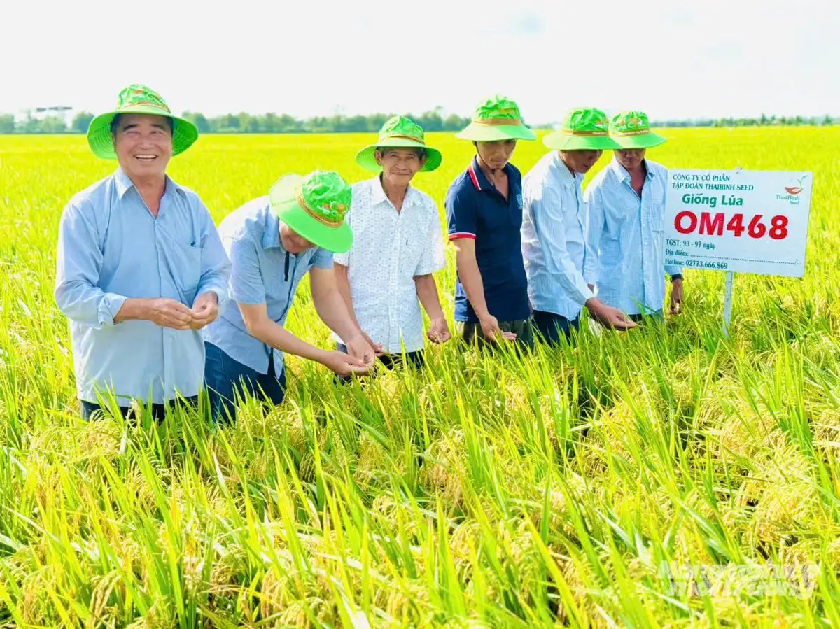 OM468 &#8211; giống lúa hội đủ điều kiện tham gia Đề án 1 triệu ha lúa