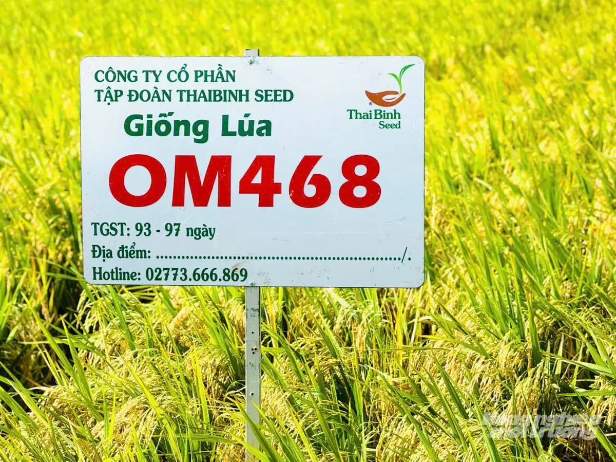 OM468 &#8211; giống lúa hội đủ điều kiện tham gia Đề án 1 triệu ha lúa