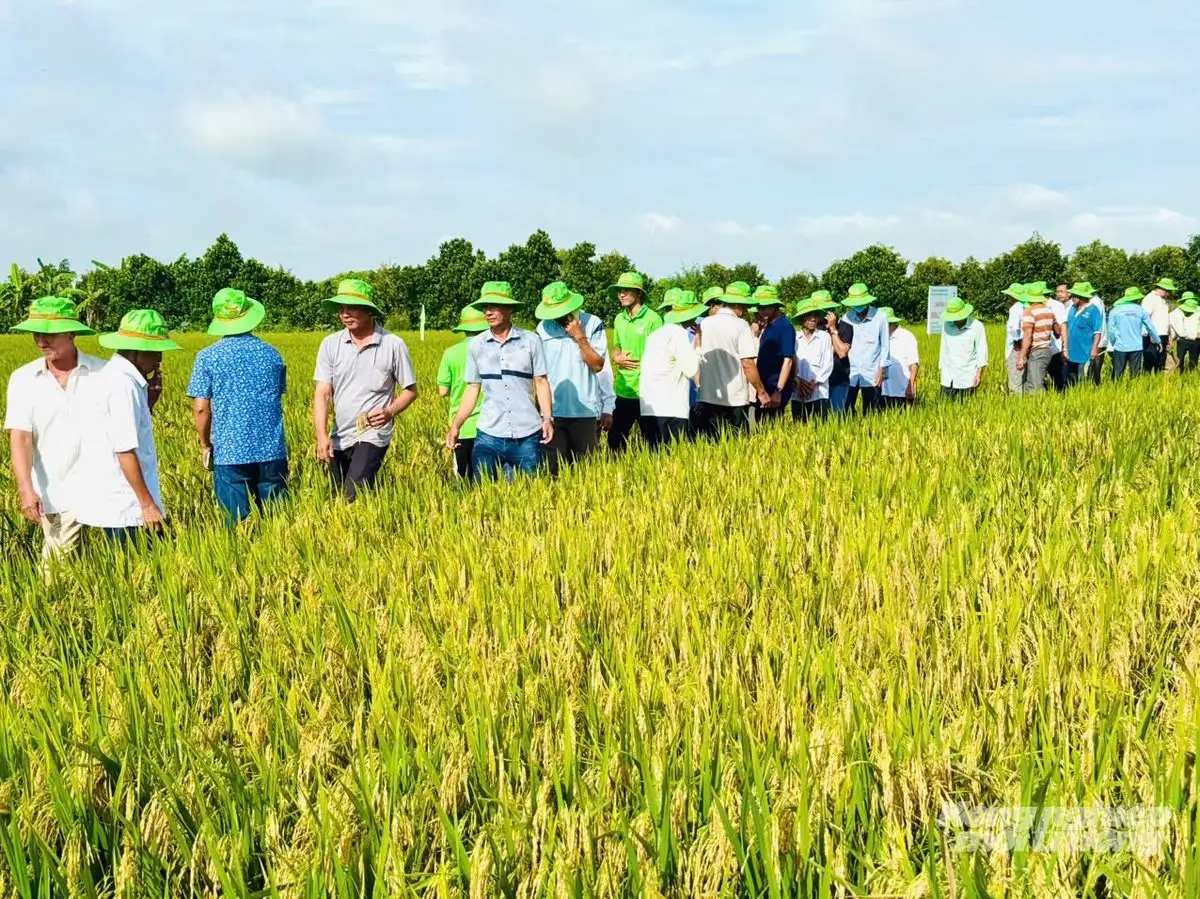 OM468 – giống lúa hội đủ điều kiện tham gia Đề án 1 triệu ha lúa