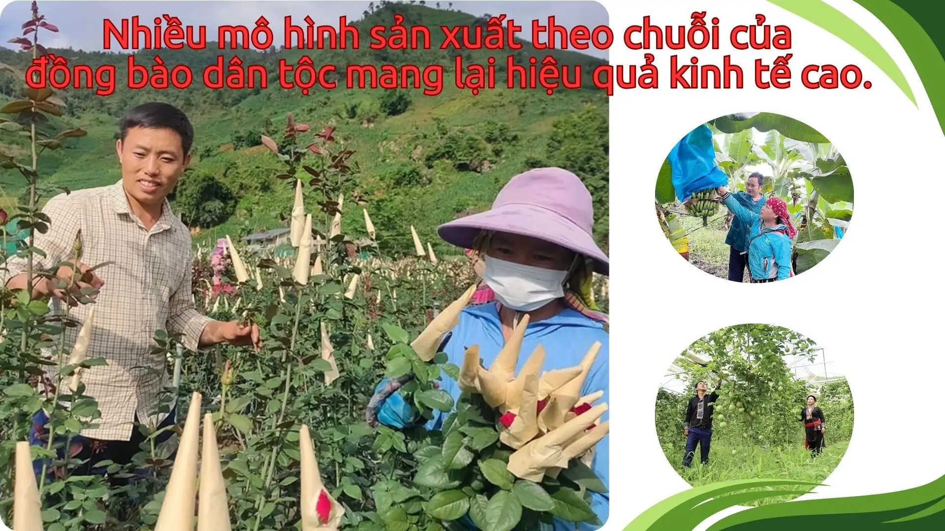 Phát triển nông, lâm nghiệp gắn với chuỗi giá trị ở vùng đồng bào và dân tộc thiểu số