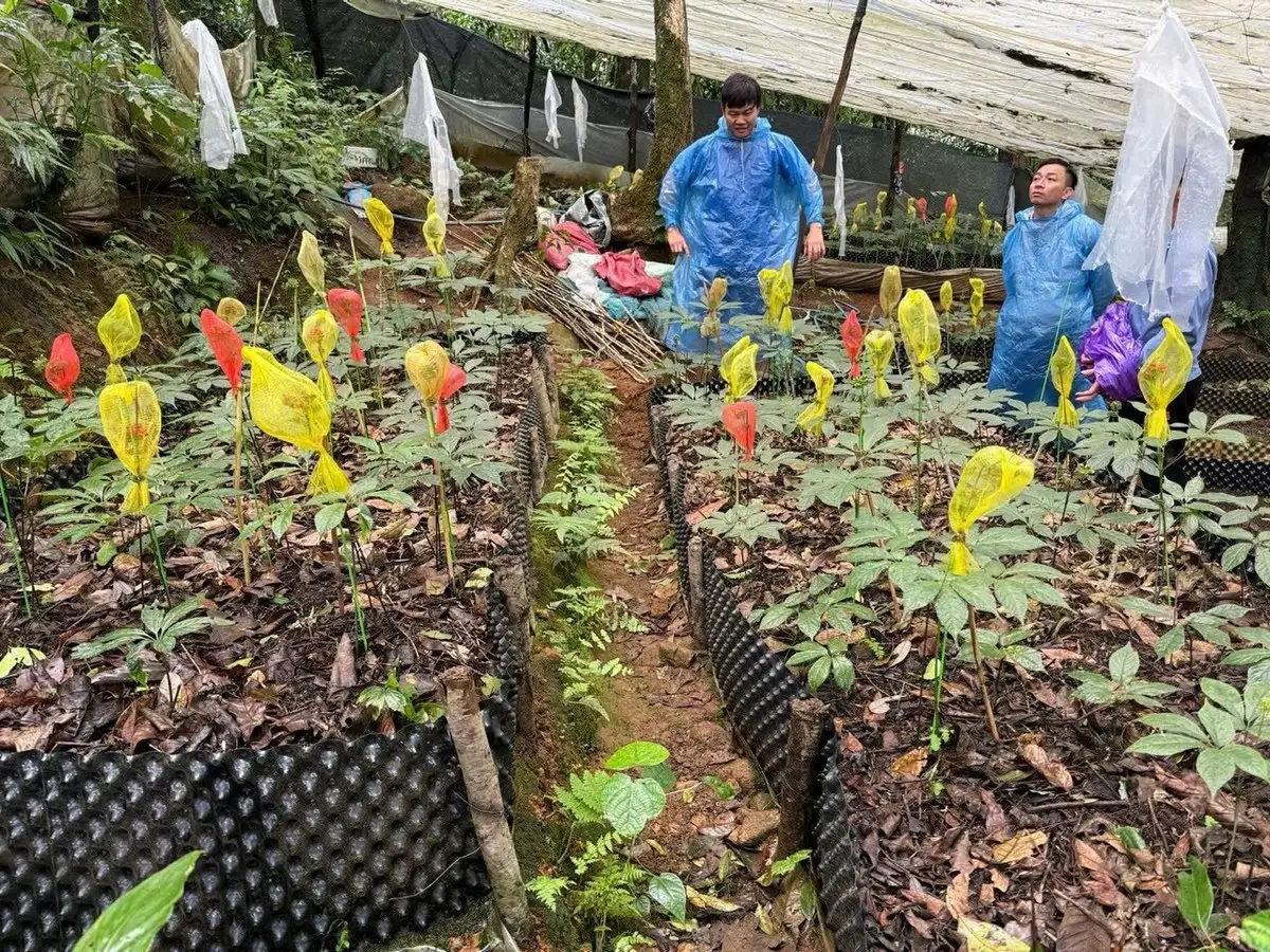 Quảng Ngãi hướng tới vùng trọng điểm dược liệu quốc gia