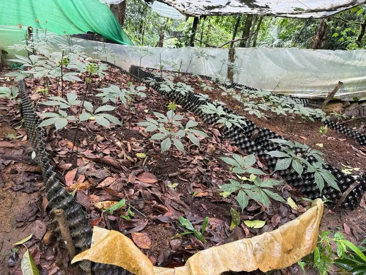 Quảng Ngãi hướng tới vùng trọng điểm dược liệu quốc gia