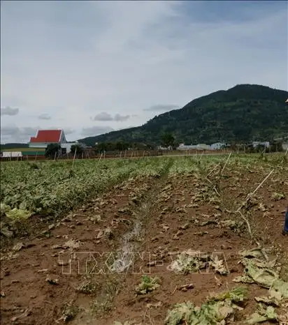 Rau xanh Đà Lạt giá bán tăng vọt, đâu là nguyên nhân?