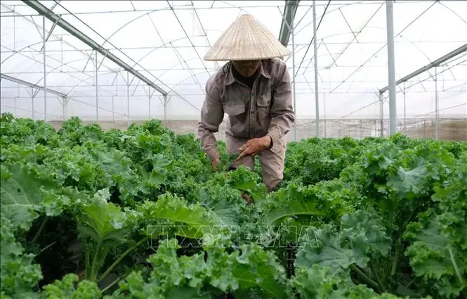 Rau xanh Đà Lạt giá bán tăng vọt, đâu là nguyên nhân?