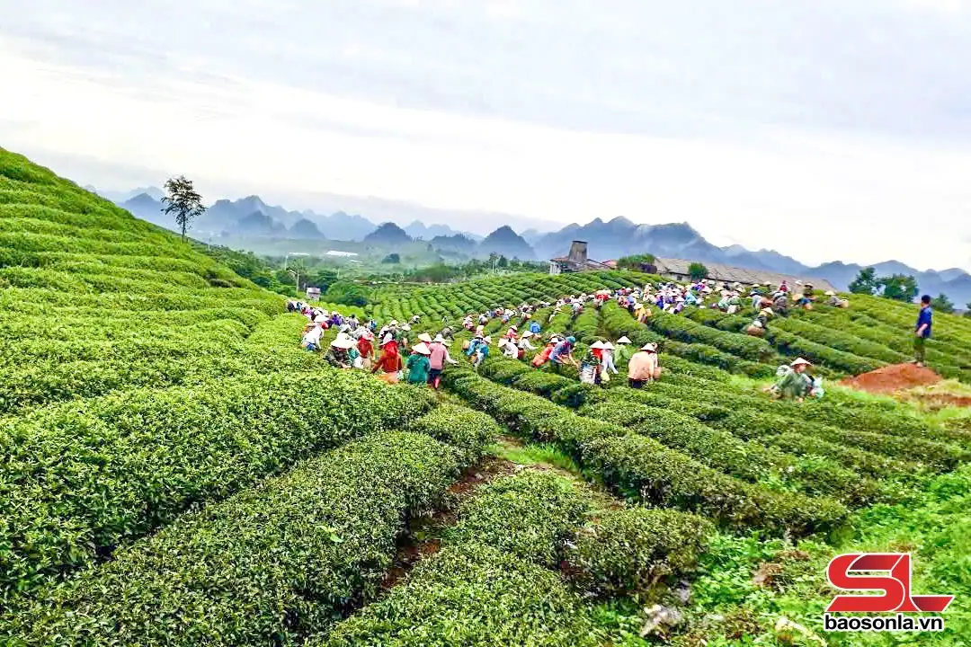 Sắc màu OCOP chào mừng Đại hội Đảng bộ tỉnh
