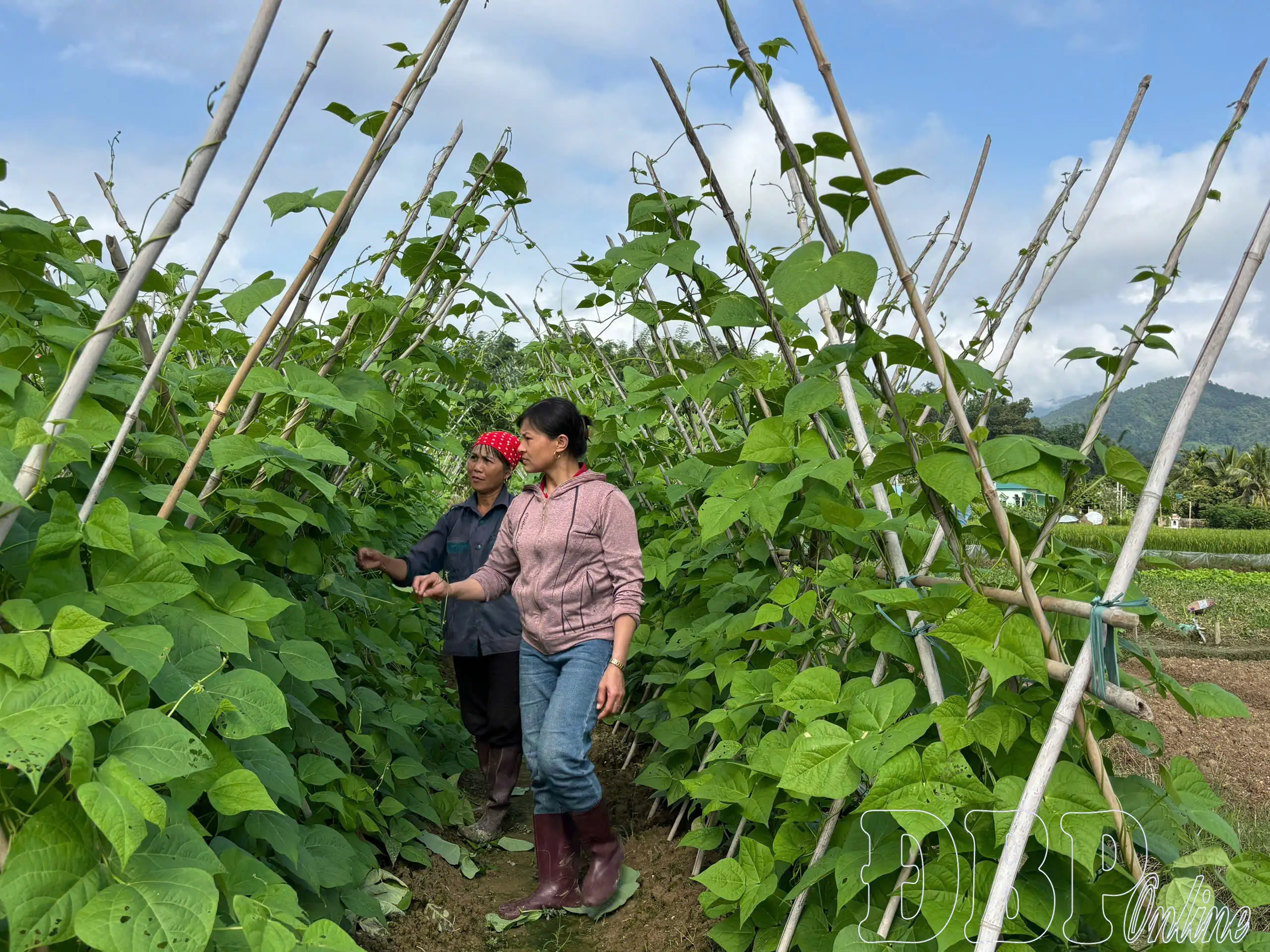Sản xuất, kinh doanh giỏi để xây dựng nông thôn mới