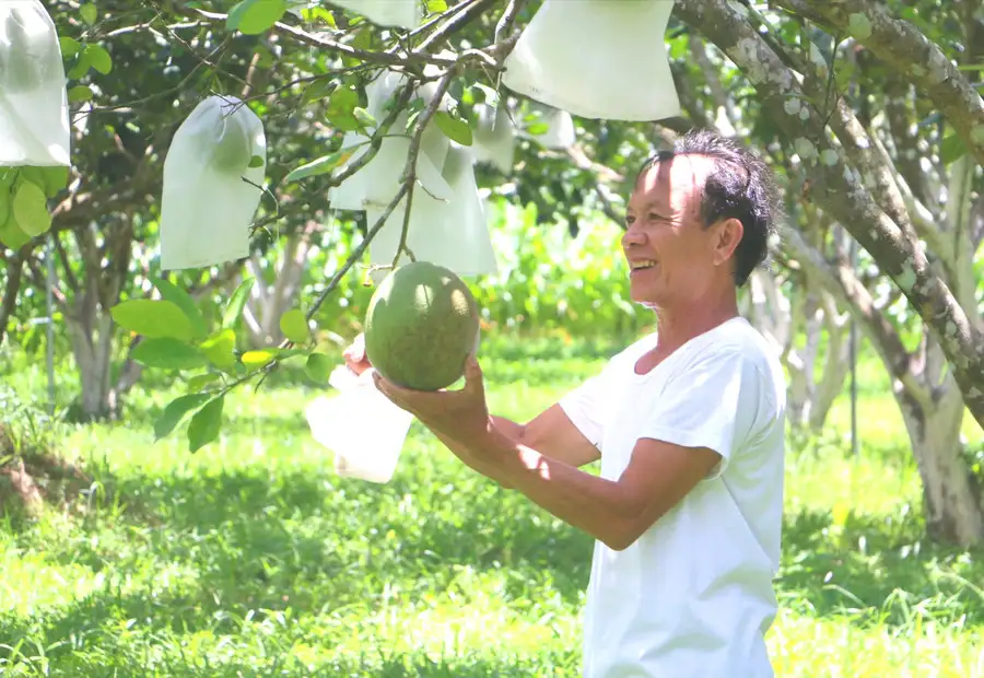Sản xuất nông nghiệp gắn với thị trường: Hiệu quả “kép”