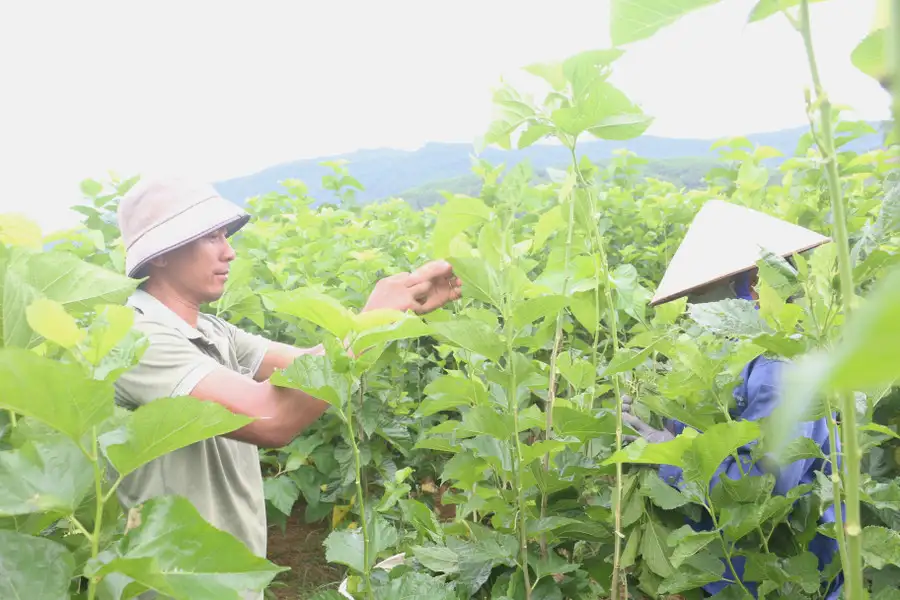 Sản xuất nông nghiệp gắn với thị trường: Hiệu quả “kép”