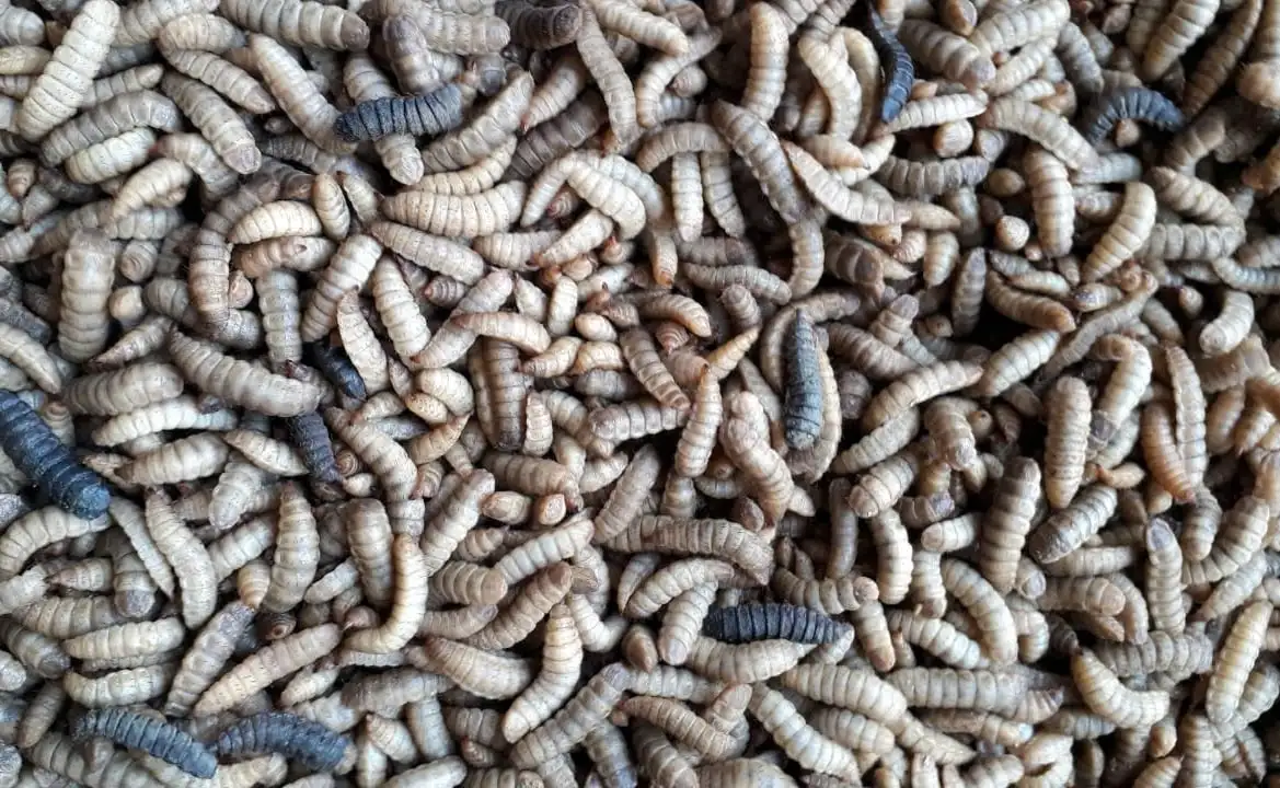 Sâu canxi thức ăn ‘vàng’ cho gà, mang lại lợi ích kép