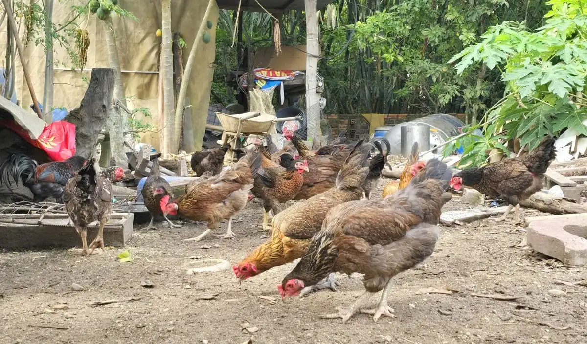 Sâu canxi thức ăn ‘vàng’ cho gà, mang lại lợi ích kép