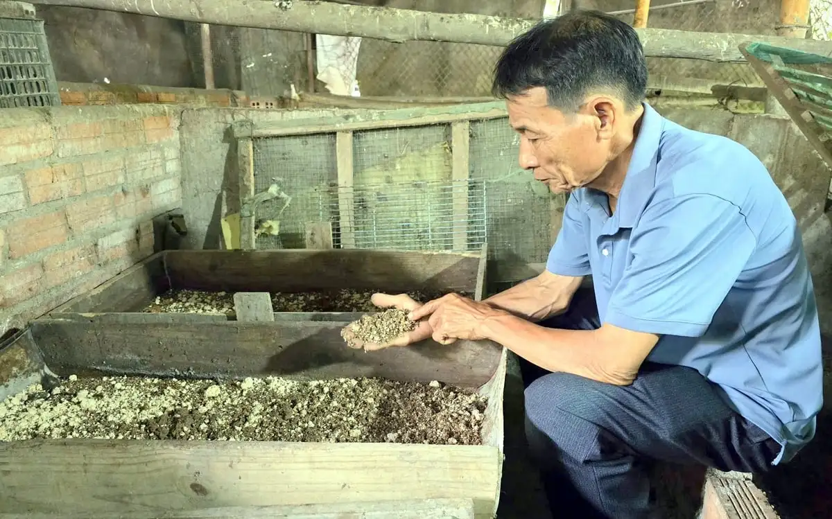 Sâu canxi thức ăn ‘vàng’ cho gà, mang lại lợi ích kép