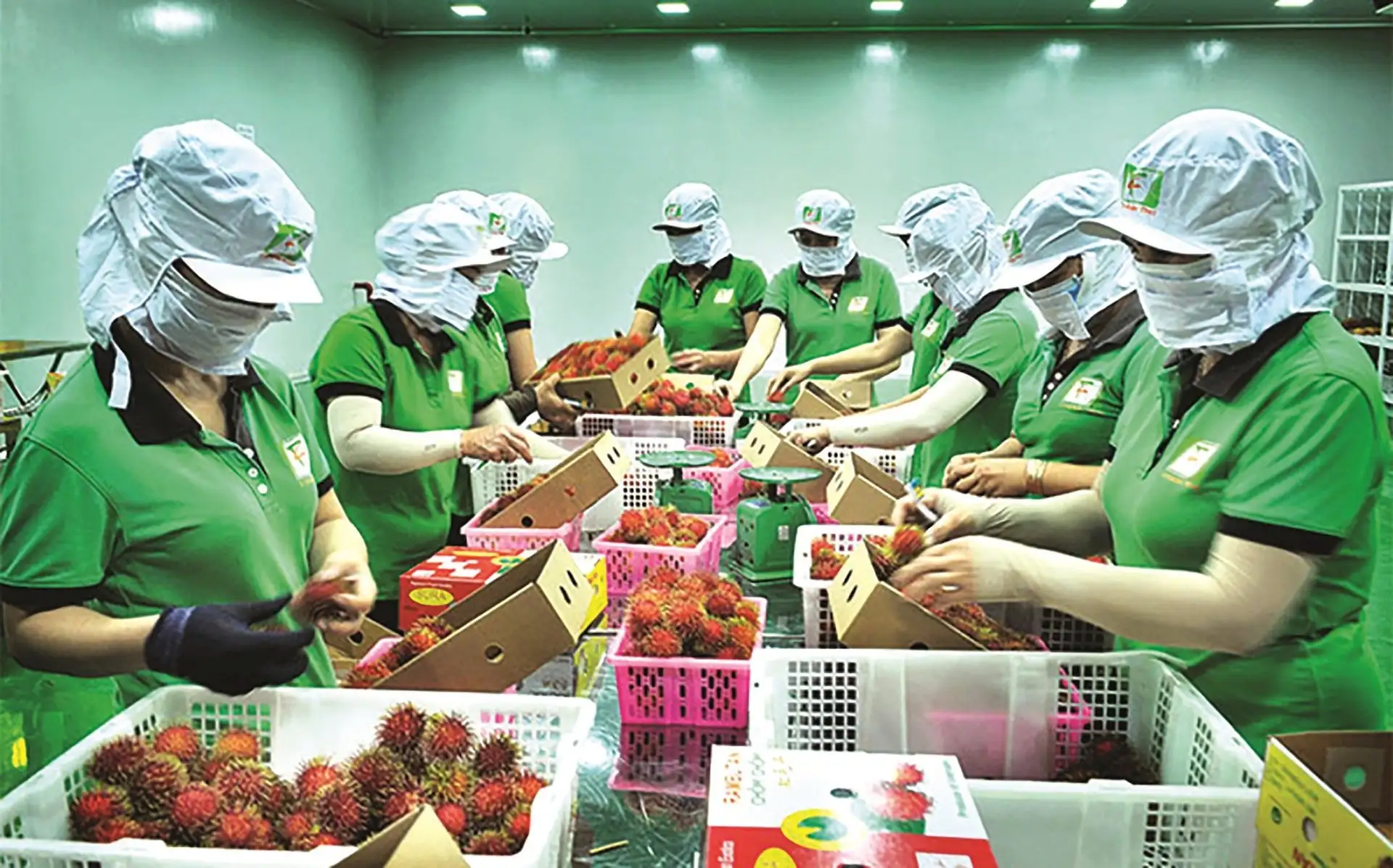 Sau chỉ đạo của Thủ tướng, Bộ NN&#038;MT triển khai loạt giải pháp truy xuất nguồn gốc, đảm bảo chất lượng nông sản xuất khẩu