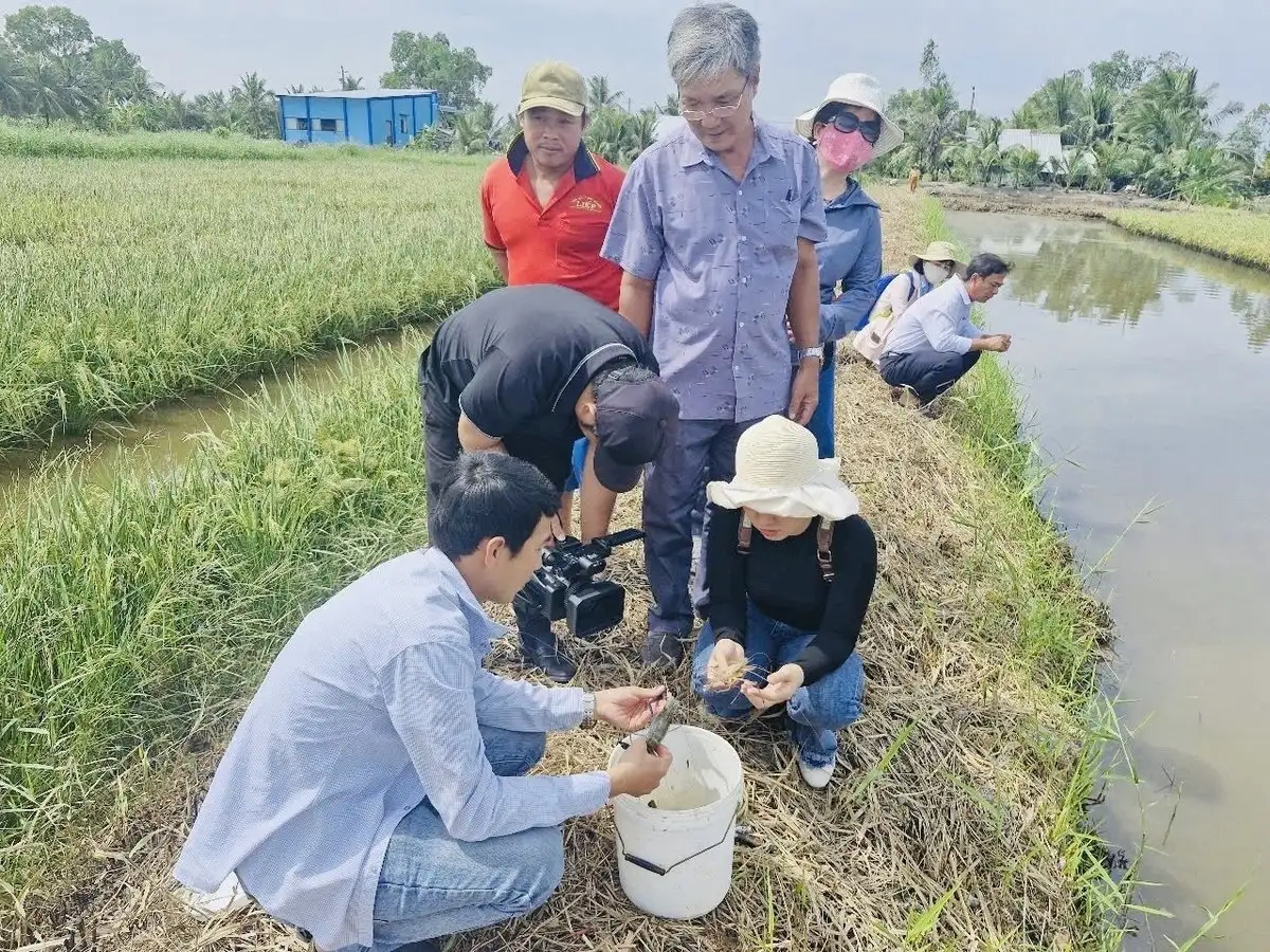 Sinh kế bền vững từ mô hình &#8216;lúa thơm – tôm sạch&#8217;