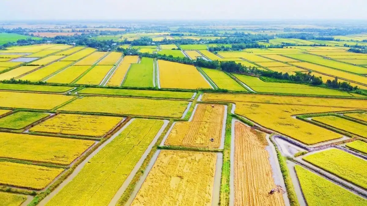 Sinh kế bền vững từ mô hình &#8216;lúa thơm – tôm sạch&#8217;