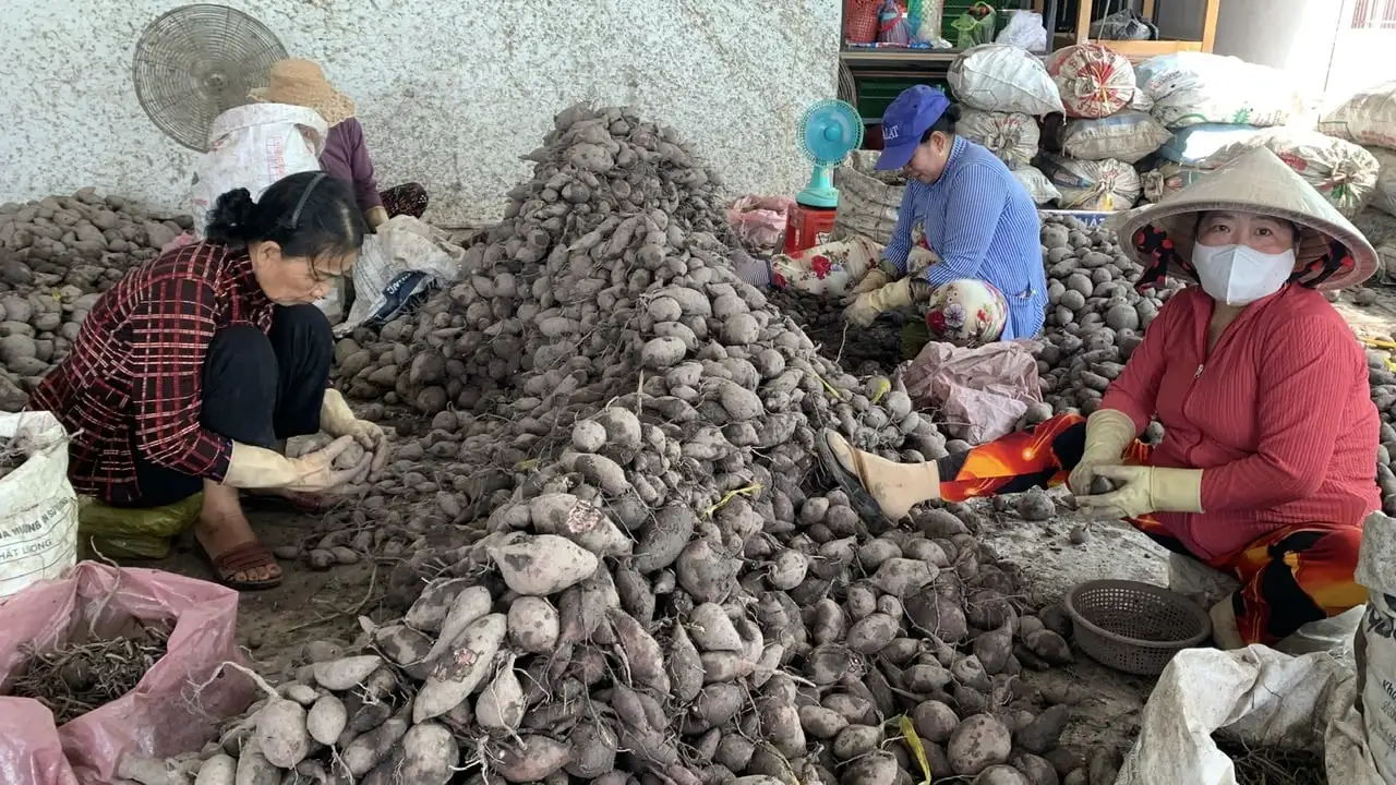 Sinh lợi kép với khoai lang tím và rơm lúa