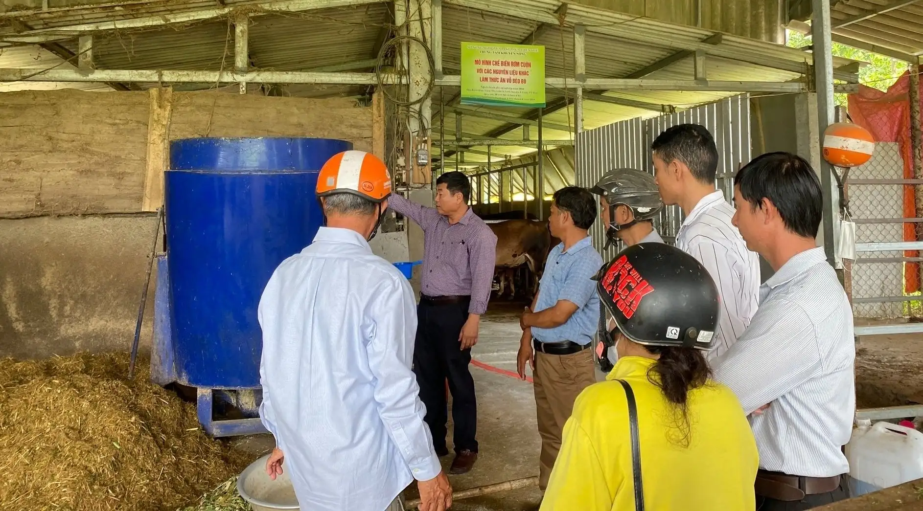Tận dụng phụ phẩm nuôi bò quy mô lớn