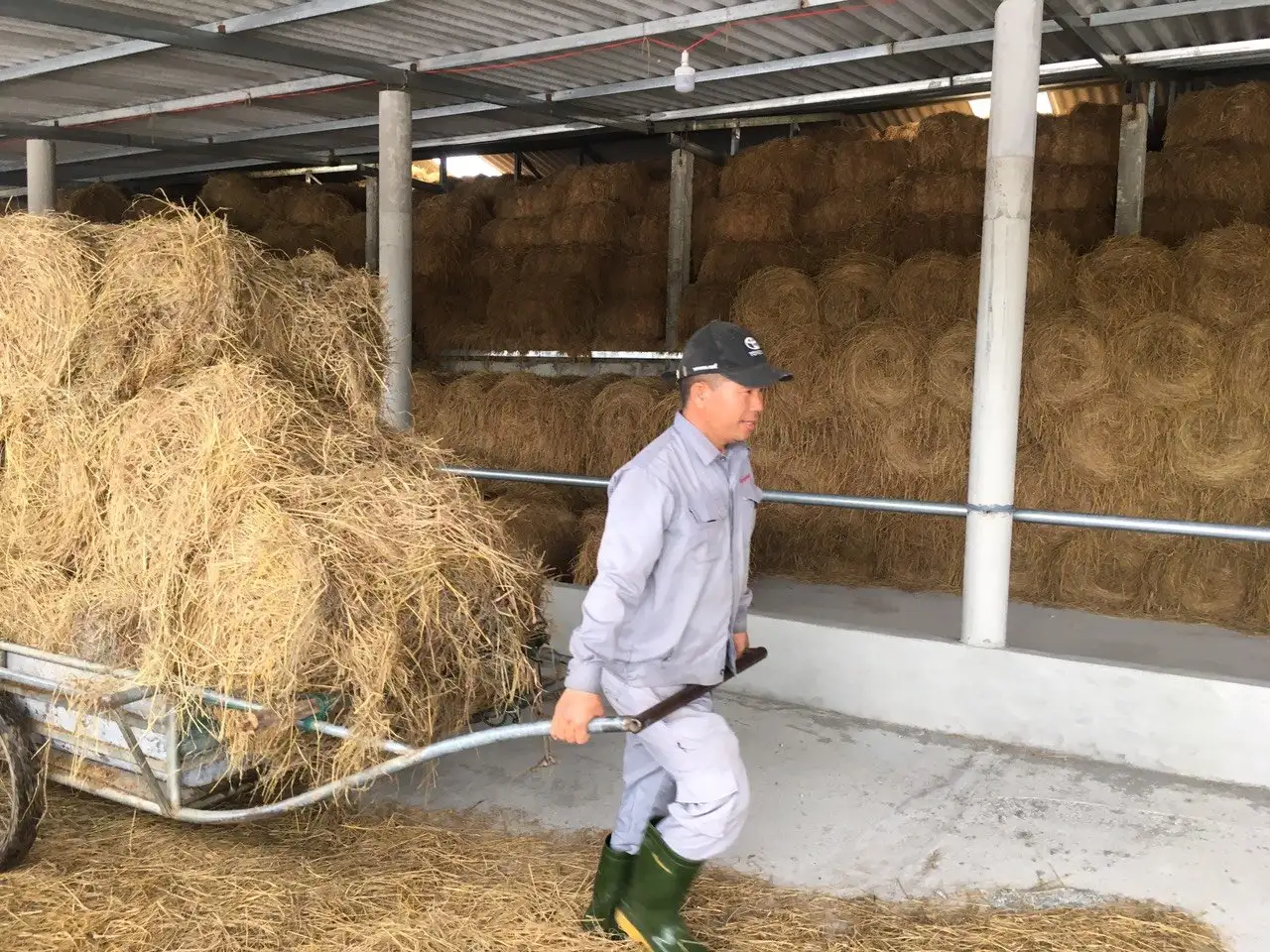 Tận dụng phụ phẩm nuôi bò quy mô lớn