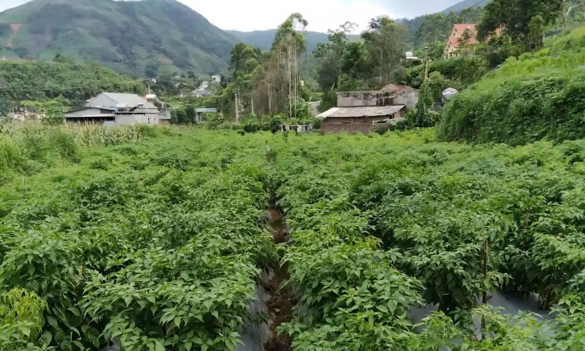 Thầy giáo Sán Chỉ đưa ớt chào mào thành đặc sản OCOP