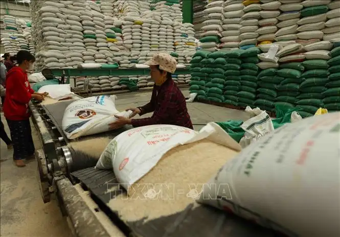 Thị trường nông sản: Giá lúa gạo đồng loạt tăng