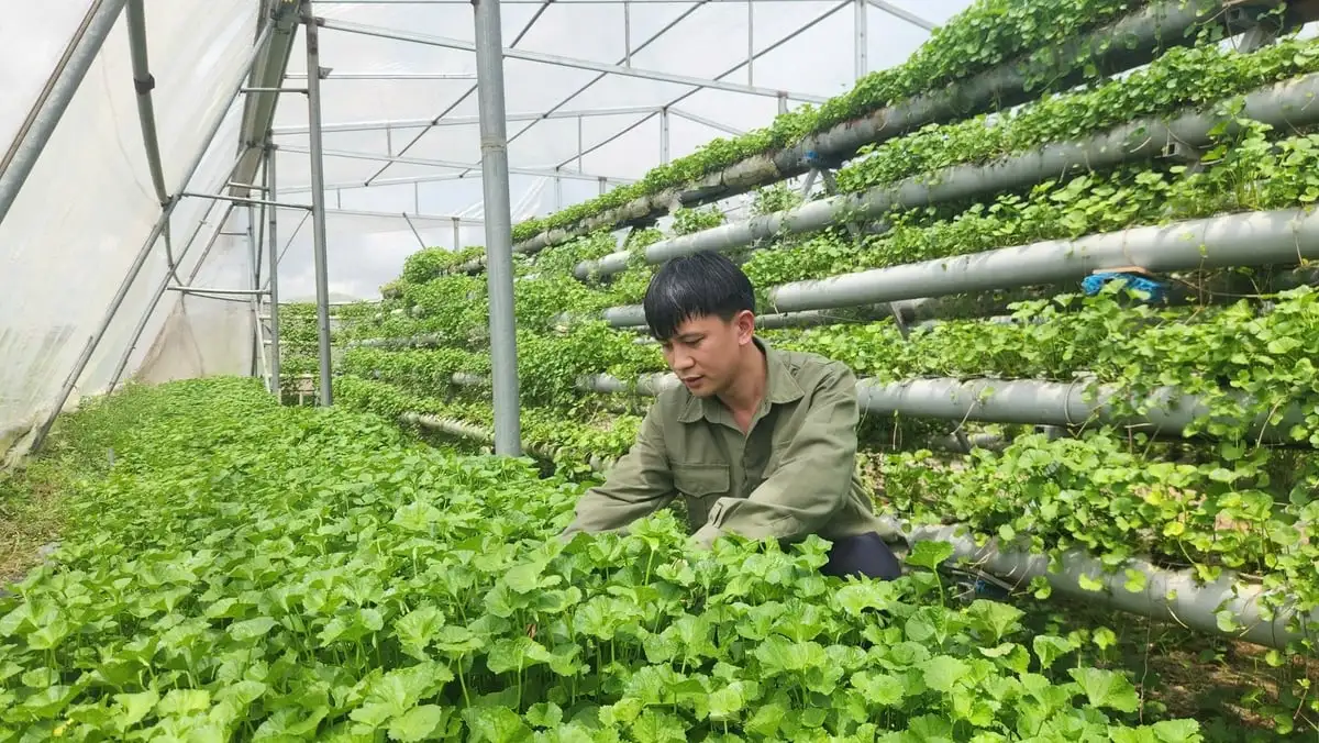 Thử sức làm nông nghiệp công nghệ cao với rau má thủy canh
