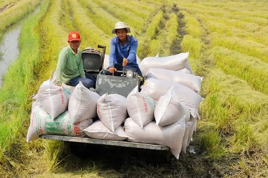 Thủ tướng có công điện chỉ đạo nóng về lúa gạo: Đa dạng hóa thị trường xuất khẩu, ứng dụng giống mới vào sản xuất
