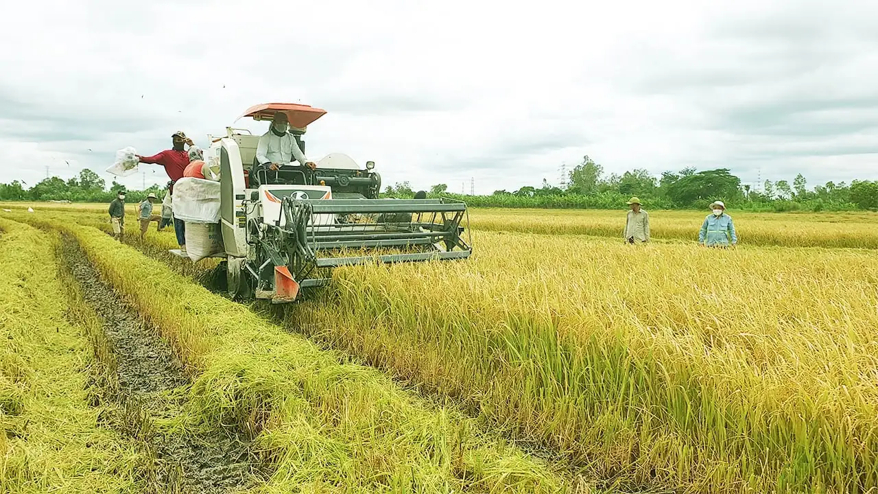 Thủ tướng có công điện chỉ đạo nóng về lúa gạo: Đa dạng hóa thị trường xuất khẩu, ứng dụng giống mới vào sản xuất