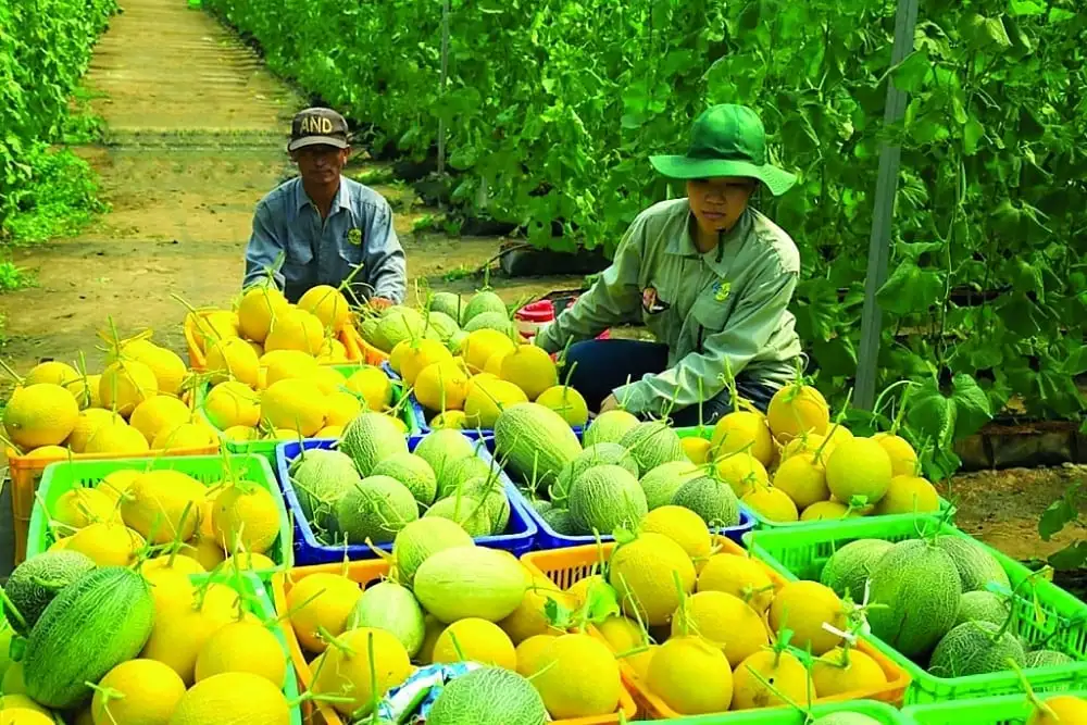 Thủ tướng yêu cầu truy xuất nguồn gốc chất lượng nông lâm, thủy sản xuất khẩu
