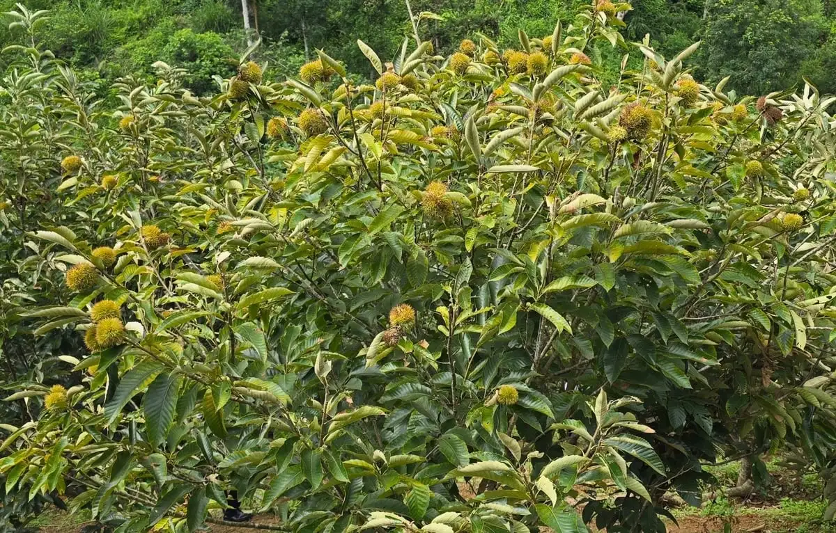 Thương hiệu hạt dẻ từ đồi xanh